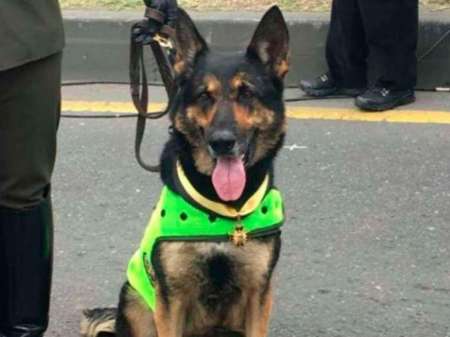 Una clan narco ofreció 70.000 dólares para asesinar a “Sombra”, una perra antinarcóticos