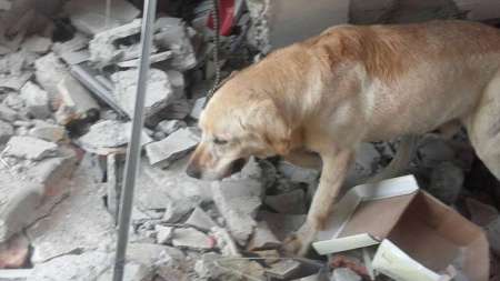 Horror: denuncian que presos de Jujuy violaron a un perrito y casi lo matan