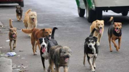 Perros callejeros: “en el norte mueren desnutridos y con sarna”