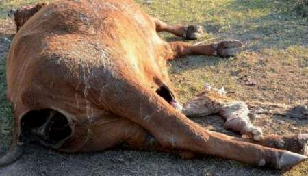 Misterio: aparecieron siete vacas mutiladas en un pueblito de Santa Fe