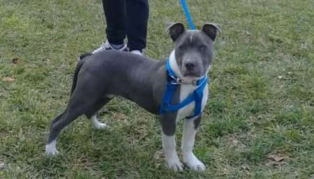 Compró un perro robado por internet y se lo devolvió a los desesperados dueños