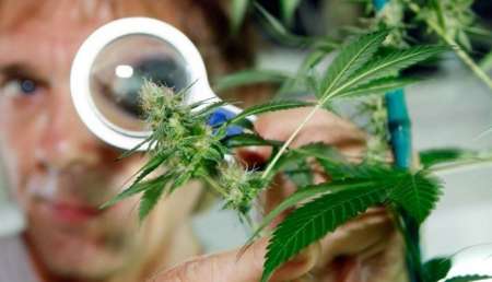 Salta, relegada en el cannabis medicinal