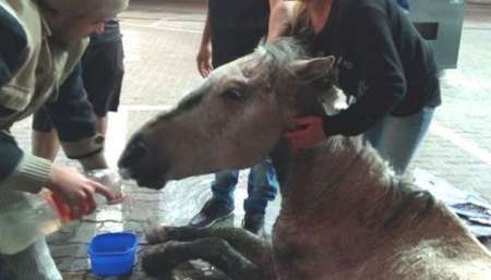 Un caballo desnutrido se cayó, sus dueños lo golpearon y los vecinos lo salvaron