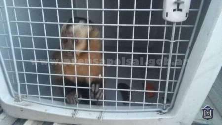 Rescataron a un monito en Tartagal