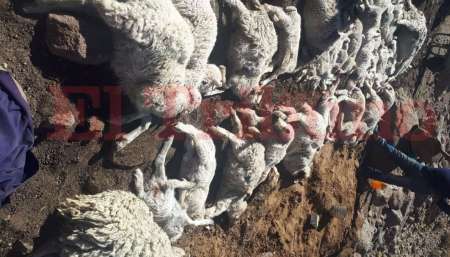 Dos pumas de gran porte atacaron un corral de corderos en Abra Pampa: Ninguno sobrevivió