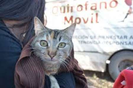 Castración de mascotas