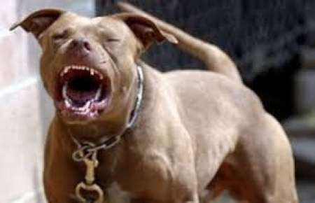 Preocupación por dos pitbulls sueltos y agresivos en el Bº Antártida Argentina