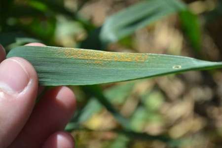 Alerta por presencia de roya amarilla en Triticale