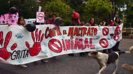 Contra el maltrato animal: ¿qué cambiaría con una fiscalía especializada?