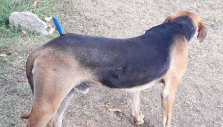 En Salta, perro callejero fue atacado y le dejaron un cuchillo clavado