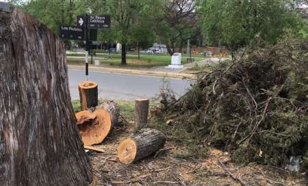 La tala de tres árboles en Tres Cerritos generó polémica en las redes