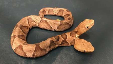VIDEO: Encontraron una increíble serpiente venenosa de dos cabezas