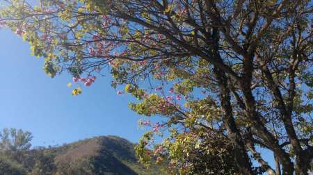 Arbolado urbano: ¿cómo se solicita la extracción y qué especies se pueden plantar?