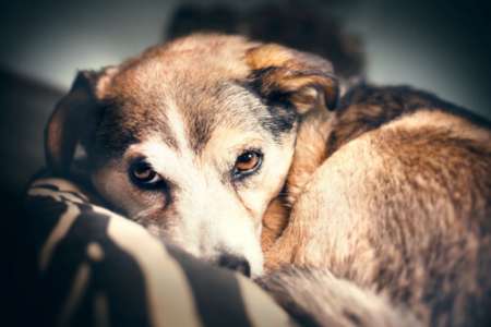 Refuerzos positivos y refuerzos negativos a la hora de castigar a tu mascota