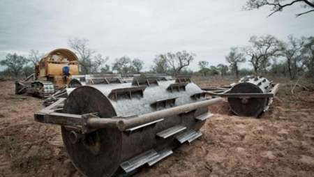 Denuncian nuevos desmontes ilegales en bosques nativos de Salta