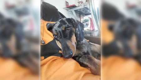 Le robaron el perro que la acompañó en su lucha contra el cáncer y ofrece su auto como recompensa