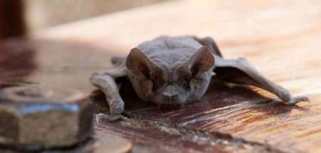 Alerta en Salta por murciélagos con rabia, piden tomar precauciones