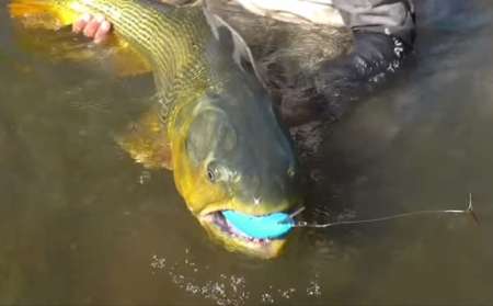 Una “bestia” acuática: ¡Mirá el enorme dorado que pescaron en Salta!