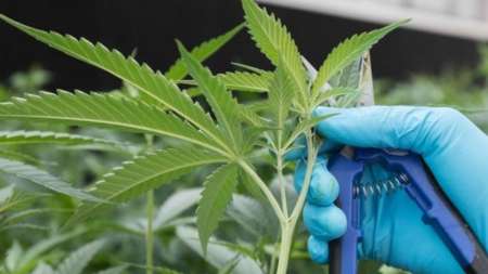 Por orden de la Justicia Federal un menor discapacitado podrá obtener cannabis medicinal