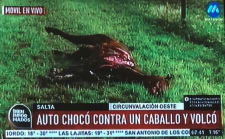 Volcó tras embestir un caballo que se encontraba ya lesionado en Circunvalación Oeste