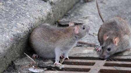 Son 11 los casos mortales por "hantavirus" en Argentina