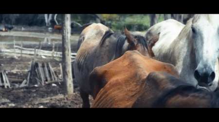 Video: un informe muestra cómo salvaron 95 animales utilizados para carrear