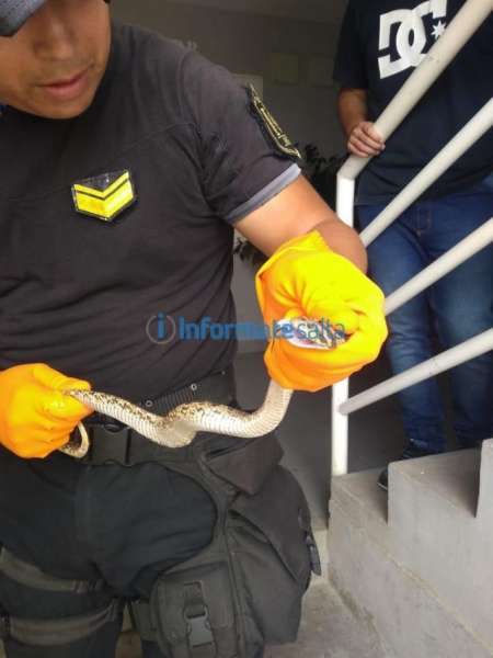 Alarma en barrio El Huaico por la aparición de víboras