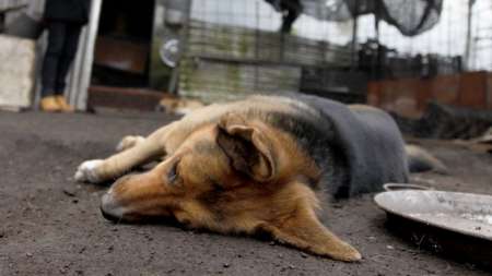En barrio 15 de Febrero, denuncian un envenenamiento masivo de mascotas