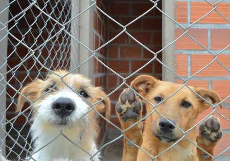 Adopción de mascotas en el Centro “Matías Nicolás Mancilla”