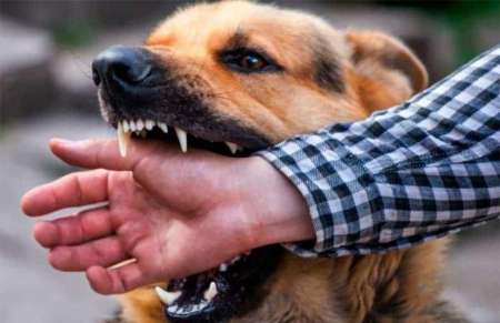 En Salta preocupa la falta de vacunas antirrábicas para uso humano