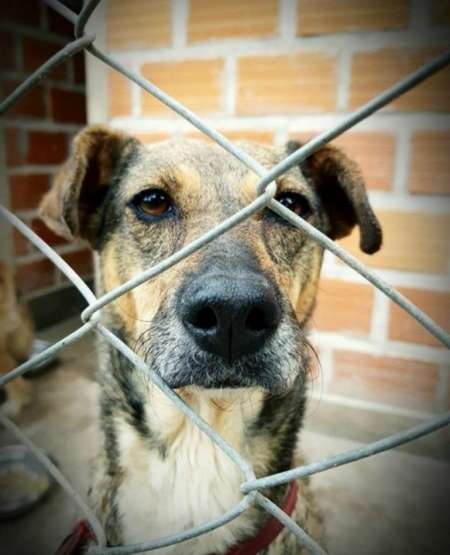 El domingo podés adoptar una mascota en el parque San Martín