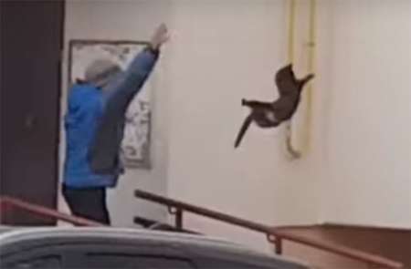 Extraño y brutal método: lanzó un gato para ahuyentar a un alce