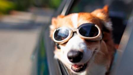 Mascota a bordo: ¿por qué es un gran peligro?